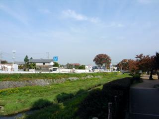 山口の大ケヤキ遠景