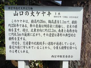 山口の大ケヤキ看板