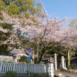 桜